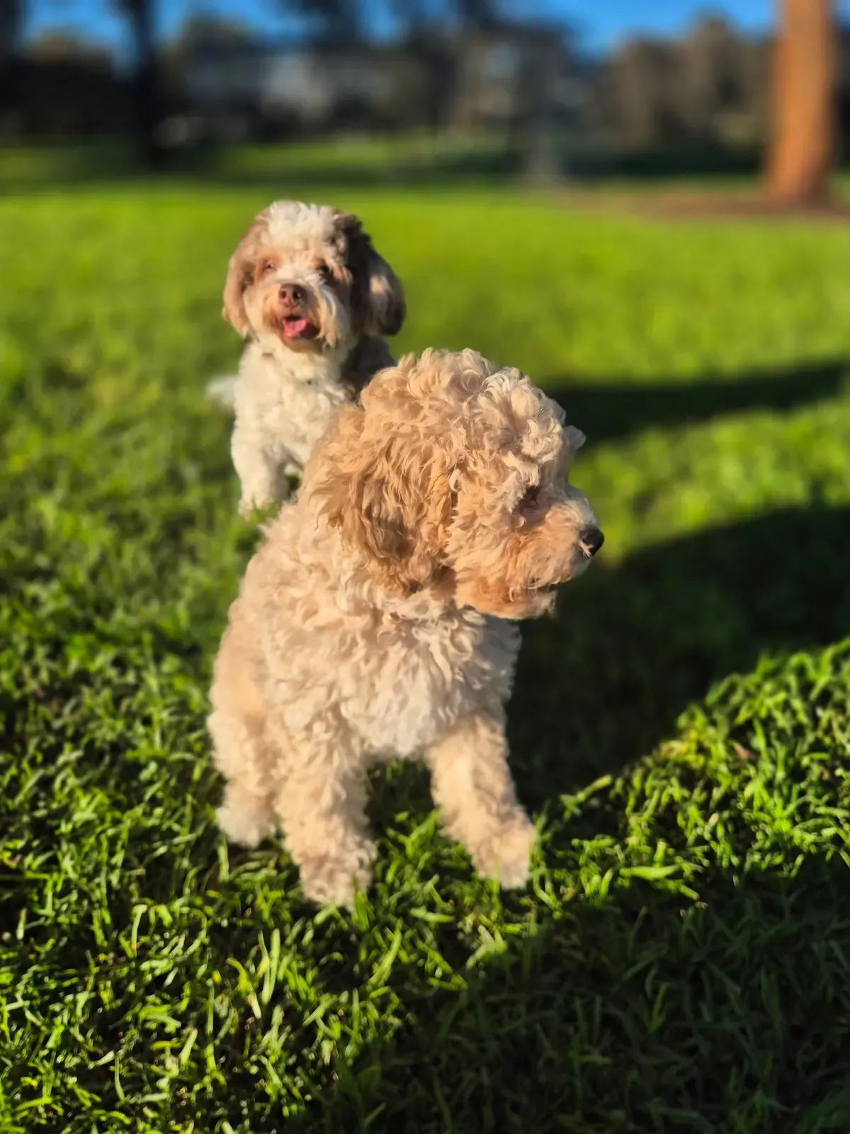 Puppy express — Bright July 2026 outdoor moment